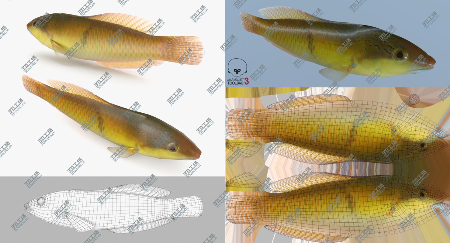 images/goods_img/20210319/Fish Collection 03 3D model/5.jpg